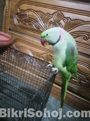 Alexander parrot